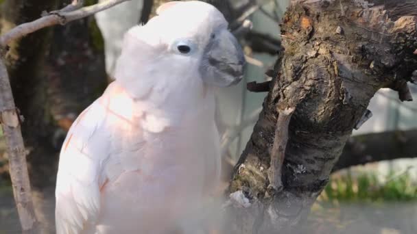 Cockatoo Parrot Κοντά Μαζεύοντας Φλοιό Από Ένα Δέντρο — Αρχείο Βίντεο