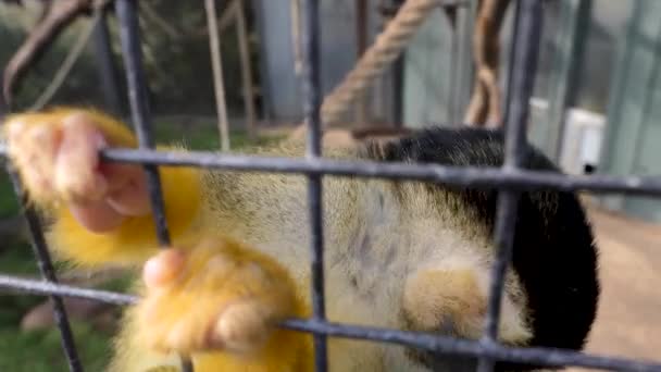 Κοντινό Πλάνο Της Μαϊμούς Σκίουρος Αρπάζοντας Για Την Κάμερα — Αρχείο Βίντεο