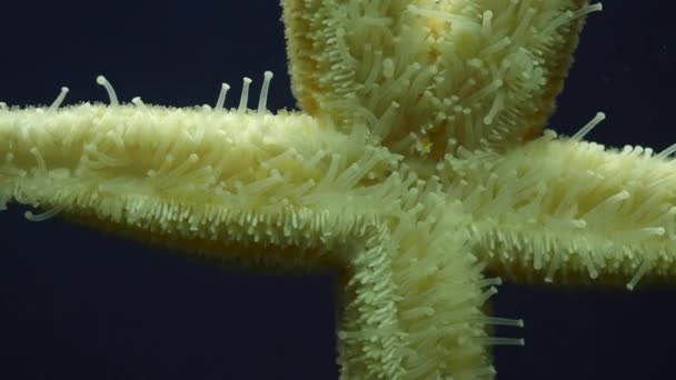 Close Macro Tube Feet Sea Star Moving Slowly — Stock Video