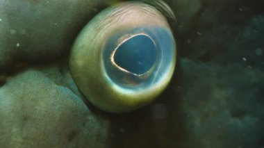 Yan taraftan hareket eden orfoz gözünü kapat.