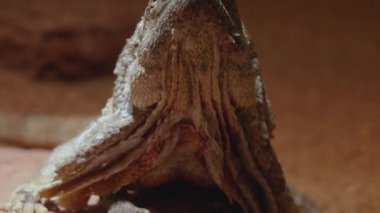 Sakallı ejderha kertenkelesine yaklaş. 