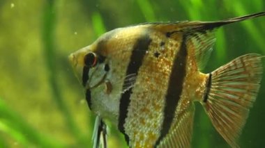 Suda yüzen melek balıklarına yaklaş