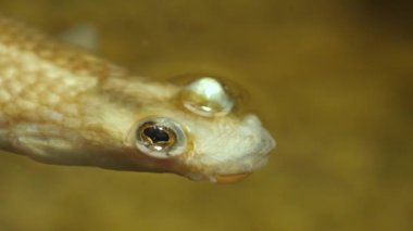 Yüzeyde yüzen dört gözlü balığa yaklaş.
