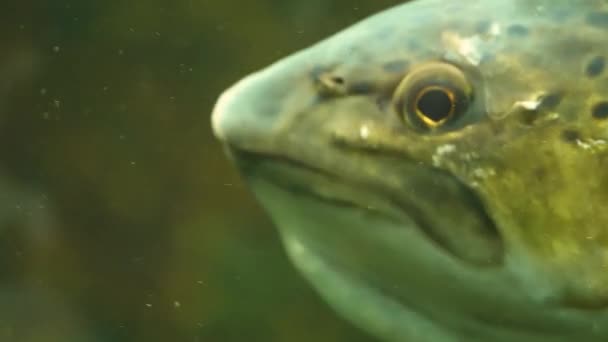 Gros plan sur l'ouverture de la truite c'est la bouche