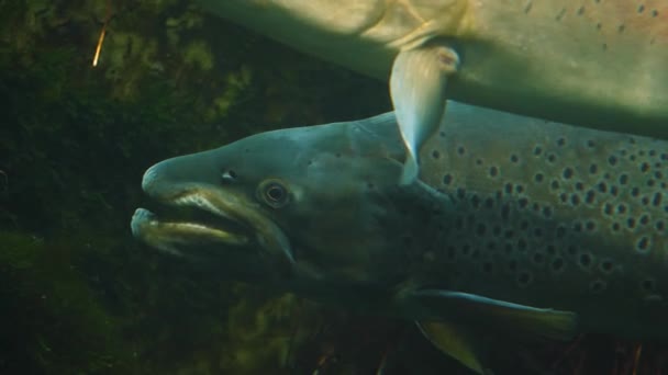 Sluiten Van Zalm Openen Zijn Mond — Stockvideo