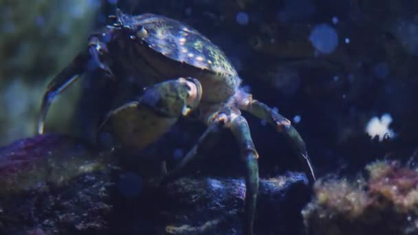 Close Van Krab Rusten Een Rots Van Zijkant — Stockvideo