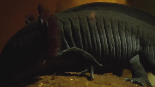 Close Van Axolotl Zwarte Mexicaanse Salamnder — Stockvideo