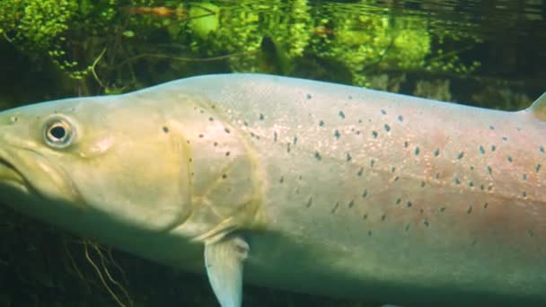 Gros plan de truite blanche flottant à la surface.