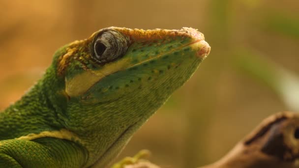 Close Green Lizard Head Side — Stock Video