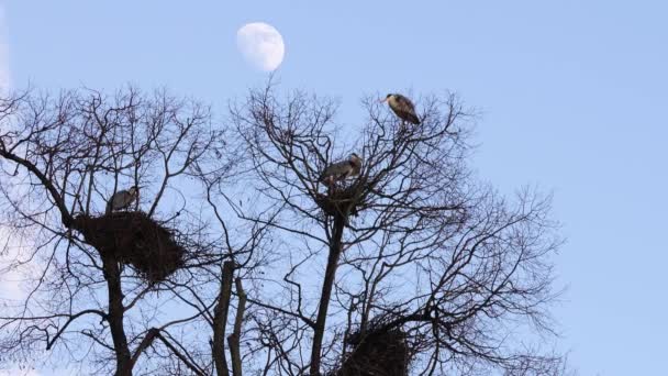 Close Herons Nesting Trees Moon — Stock Video