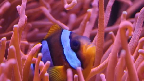 Anemone Marino Pesce Pagliaccio Che Muovono Lentamente — Video Stock