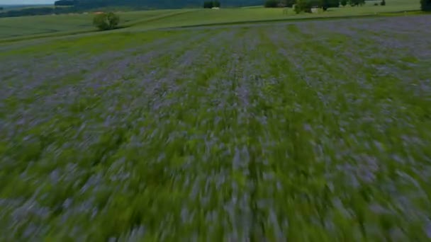 Вид Воздуха Фиолетовые Цветы Германии Пролетающие Через Поле Весной Пасмурный — стоковое видео