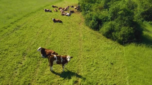 Aérien de vaches broutant dans un champ. Caméra inclinée vers un troupeau de vaches couchées et reposant dans un champ herbeux. La caméra zoome, puis tourne autour des vaches.