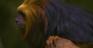 Yerde oturan altın başlı aslan tamarin maymunu.