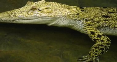 Burnunu kapat ve bir albino timsahının başını suda yüzerken tut..