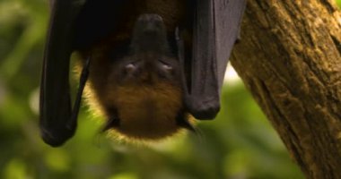 Kafanızı kapatın ve bir meyve yarasasının kanatlarının tepesine, ya da uçan tilkinin tepetaklak kameraya bakın. Kanatları tüm vücuduna katlanır, burnunu ve ağzını kapatır. Kanatlarını açar ve titremeye başlar.