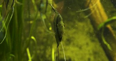 Bir melek balığı kameraya bakar ve nazikçe yan yüzgeçlerini ve kuyruğunu hareket ettirir.. 