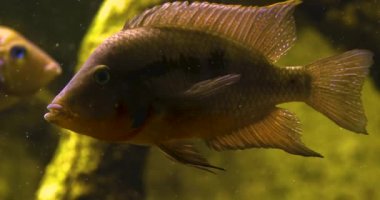 cichlid yan yüzgeçlerini kameraya yaklaştırıyor.