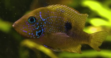 cichlid yan yüzgeçlerini kameraya yaklaştırıyor.