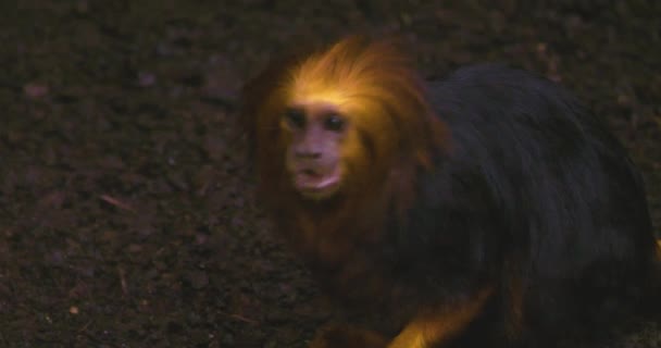 一头金黄色的狮尾狮猴子坐在地上 — 图库视频影像