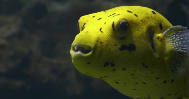 Close Peixe Puffer Amarelo Dourado Nadando Debaixo Água — Vídeo de Stock