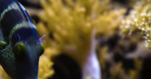 アネモネの上を泳ぐカラフルなトリガーフィッシュのクローズアップ — ストック動画