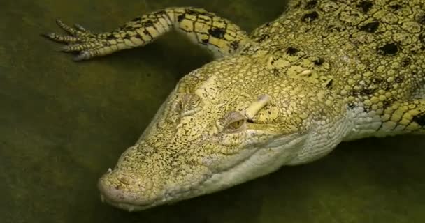 Zbliżenie Pyska Głowy Krokodyla Albinosa Unoszącego Się Wodzie — Wideo stockowe