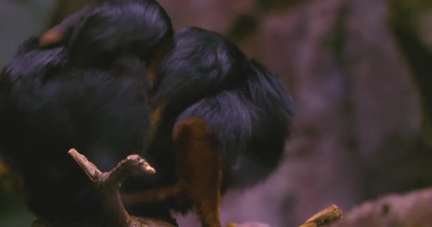 Una Scimmia Dorata Tamarino Leone Con Due Bambini Sulla Schiena — Video Stock