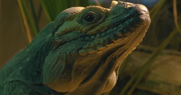 Mona Iguana Lizard Facing Right Close Profile Head — Stock Video