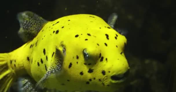 Primer Plano Pez Globo Amarillo Dorado Nadando Bajo Agua — Vídeos de Stock