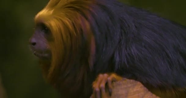 Tamarínská Opice Zlatou Hlavou Sedící Zemi — Stock video