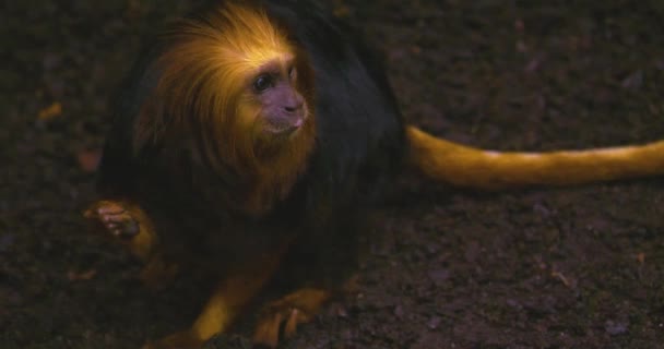 Mono Tamarín Cabeza Dorada Sentado Suelo — Vídeos de Stock