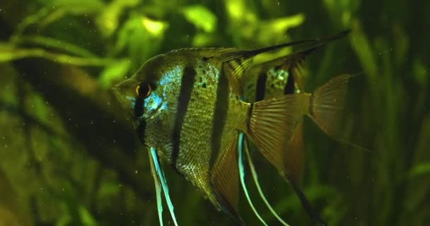 Bir Melek Balığı Kameraya Bakar Nazikçe Yan Yüzgeçlerini Kuyruğunu Hareket — Stok video
