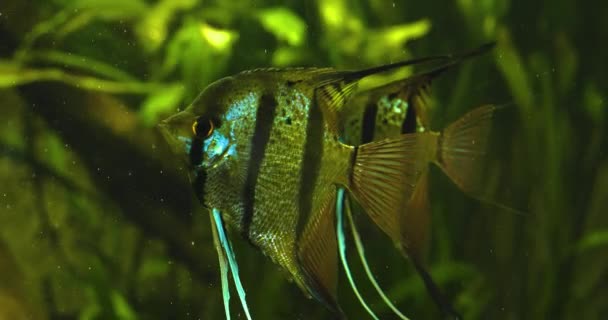 Peixe Anjo Enfrenta Câmera Move Suavemente Suas Barbatanas Laterais Cauda — Vídeo de Stock