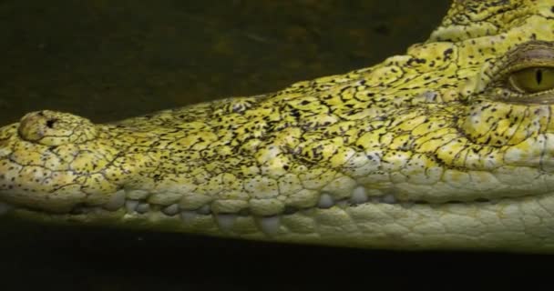 Zbliżenie Pyska Głowy Krokodyla Albinosa Unoszącego Się Wodzie — Wideo stockowe