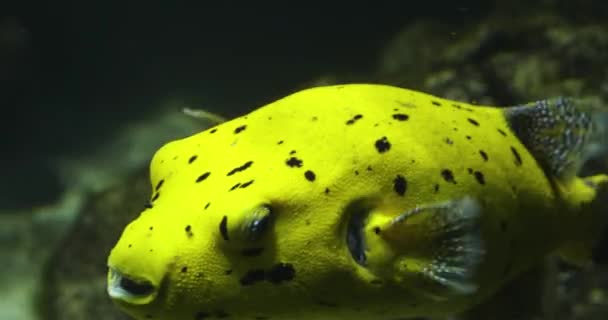 Sluiten Van Een Gouden Gele Kogelvis Zwemmen Onderwater — Stockvideo