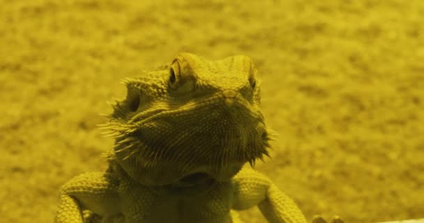 Close Profile Head Bearded Dragon Lizard — Stock Video
