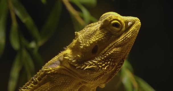 Perfil Perto Cabeça Lagarto Dragão Barbudo — Vídeo de Stock