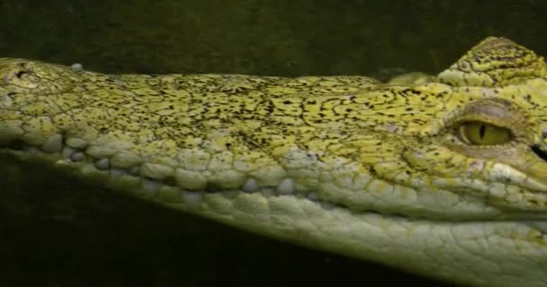 Zbliżenie Pyska Głowy Krokodyla Albinosa Unoszącego Się Wodzie — Wideo stockowe