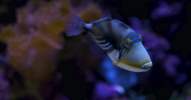 Närbild Färgglada Triggerfish Simmar Över Anemon — Stockvideo