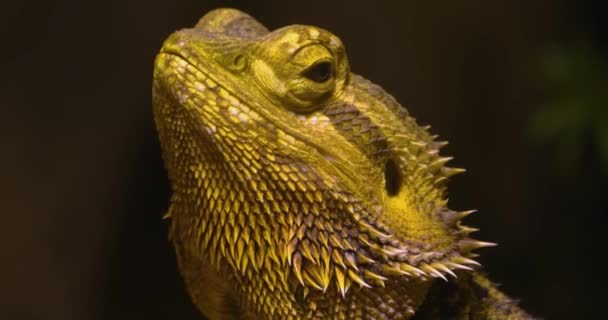 Close Profile Head Bearded Dragon Lizard — Stock Video