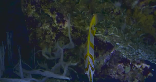 Butterflyfish Nada Com Nariz Apontado Para Baixo Seguida Levanta Nada — Vídeo de Stock