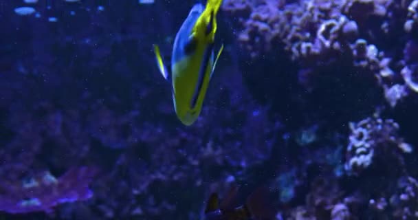 Blauer Tang Doktorfisch Schwimmt Kreis Und Schwimmt Dann Runter Und — Stockvideo