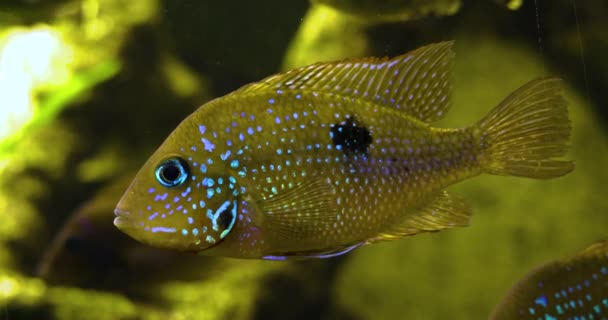 Cichlid Ondea Sus Aletas Laterales Cerca Cámara — Vídeos de Stock