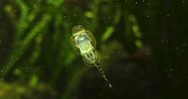 Kleine Zuigvis Zuigt Aquariumglas Wiebelt Met Zijn Staart — Stockvideo