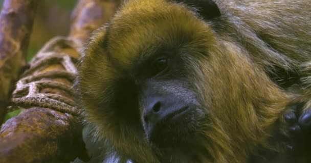 Primer Plano Cara Del Mono Aullador Negro Mirando Izquierda — Vídeo de stock