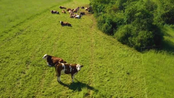Aérien de vaches broutant dans un champ. Caméra inclinée vers un troupeau de vaches couchées et reposant dans un champ herbeux. La caméra zoome, puis tourne autour des vaches.