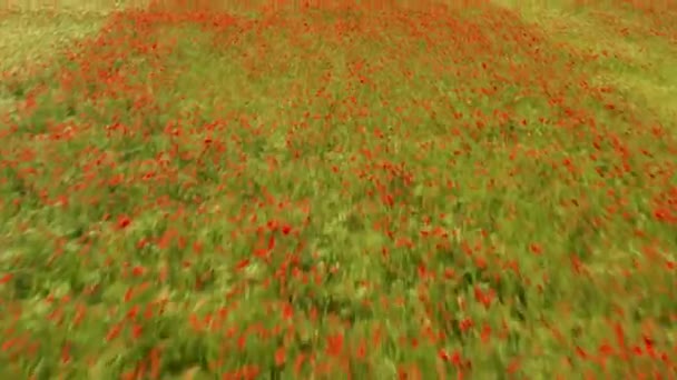 Weilheim Der Teck Köyü Yakınlarındaki Haşhaş Tarlalarının Hava Görüntüsü — Stok video