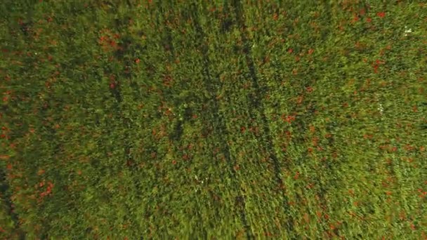 Вид Воздуха Маковые Поля Рядом Деревней Вайльхайм Дер Тек Германии — стоковое видео