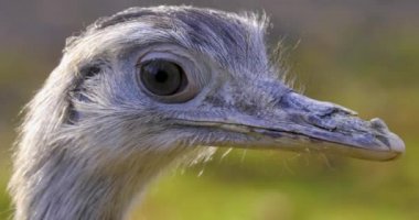 Nandu kuş kafasının yakınına.